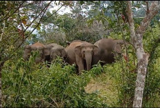 Kawanan Gajah Masih Mendekat, Petugas dan Warga Terus Berjaga