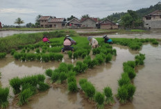 Didukung Irigasi Way Laay,  Petani Karyapenggawa  Maksimalkan Tanam Padi 