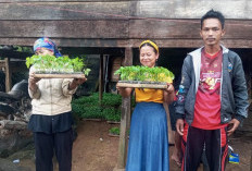 Pemanfaatan Lahan, Argomulyo Bagikan Ribuan Bibit Cabai 