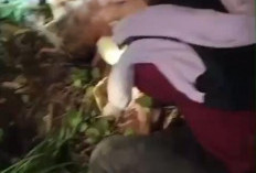 Petani Suoh Tewas Diterkam  Harimau di Kawasan TNBBS