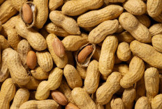 Benarkah Kacang Tanah Dapat Memicu Asam Urat? Ini Faktanya