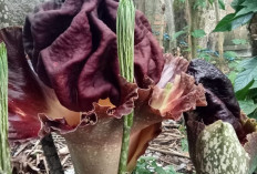 Bunga Langka ‘Suweg’ Mekar di Halaman Rumah Warga Sebarus 