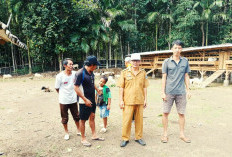 Pekon Kerbang Langgar Kembangkan Breeding Domba Lewat BUMDes