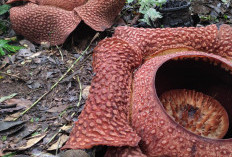 Wilayah Kabupaten Termuda di Lampung Ini Menjadi Tempat Subur Tumbuhnya Bunga Langka ‘Rafflesia Arnoldi’   