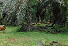 Pemanfaatan Limbah Sawit Sebagai Pakan Ternak