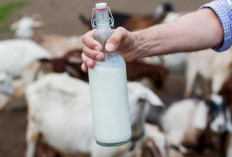 Etawa: Susu Kambing Penuh Nutrisi untuk Gaya Hidup Sehat