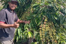 Usai Kunjungan Jokowi, KTNA Harapkan Stabilisasi Harga Jual Kopi Terjamin