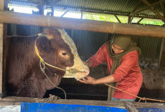 Bolehkah Potong Kuku dan Rambut Sebelum Berkurban? Ini Penjelasan Ulama