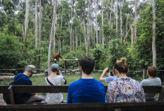 Tanjung Putting, Surga Orangutan di  Jantung Kalimantan
