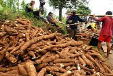 Mentan Amran Geram: Importir   Singkong Dinilai Rugikan Petani Lokal