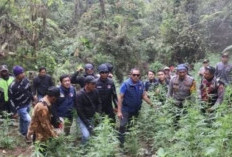 Kasus Ladang Ganja di Kawasan Taman Nasional Bromo: Tersangka Utama Masih Buron