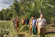 Terendam Banjir Bandang,  Puluhan Hektare Sawah  Terancam Gagal Panen 