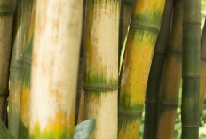  Tabasheer, Harta Karun dari Hutan Bambu Indonesia yang Makin Dicari Dunia