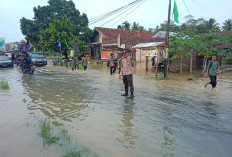 146 Bencana Alam Terjadi di Pesisir Barat