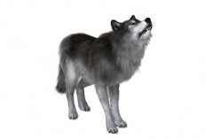 Ilmuwan AS Ciptakan Kembali Dire Wolf yang Telah Punah 10.000 Tahun Lalu