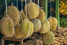 Indonesia Ekspor Durian Rp 29,4 Miliar, Namun Impor Mencapai Rp 58,9 Miliar