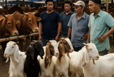 Bolehkah Daging Kurban Diberikan kepada Tetangga Nonmuslim? Ini Penjelasan Ulama