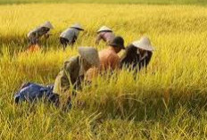 5 Provinsi dengan Lahan Sawah Terluas di Indonesia, Jawa Timur Pimpin Daftar