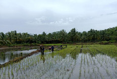 Sawah Terancam Banjir Rob, Penanganan Masih Terkendala