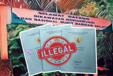 Kasus 121 Sertifikat di TNBBS,  Puluhan Saksi Diperiksa Penyidik