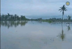 Setelah Alami Kekeringan, Kini Petani Suoh Kebanjiran