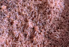 Cara Budidaya Cacing Maggot Agar Mendapatkan Hasil yang Melimpah