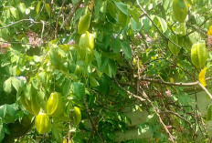 Unik! Manfaat dan Nutrisi Buah Belimbing untuk Kesehatan