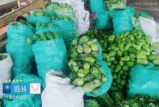 Petani Labu Siam Menjerit,  Harga Jual Rp400 Perkilogram