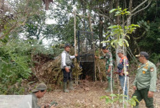 Meski Belum Buahkan Hasil,  Tim Terus Upayakan Evakuasi  Harimau Pemangsa Manusia