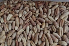 Manfaat dan Cara Mengolah Biji Kurma untuk Kesehatan