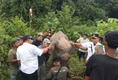 Kisah Seekor Gajah Sakit yang Mencari Bantuan di Desa