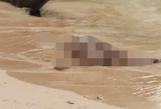 Mayat Tanpa Identitas Ditemukan di Pantai Walur, Kondisi Tidak Utuh