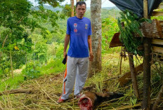 Kambing Milik Warga Diduga Dimangsa Harimau 