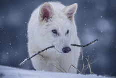 Ilmuwan Hidupkan Kembali Serigala Mirip Dire Wolf, Tetapi Bukan Spesies Asli
