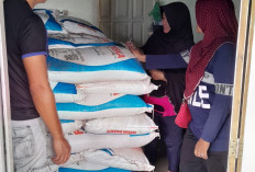 DKPP Maksimalkan Pemantauan  Ketersediaan Pupuk Subsidi