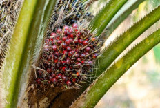 Peran Predator Alami dalam Mengendalikan Hama Ulat di Kebun Sawit