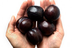 Manfaat Kesehatan Buah Duwet (Syzygium cumini), Si Kecil Penuh Khasiat