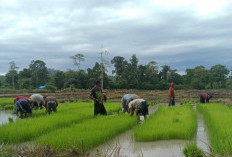 Masih Musim Kemarau Basah, DKPP Imbau Petani Maksimalkan Sumber Air