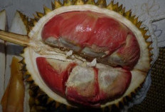 Wajib Coba! Ini 5 Jenis Durian Terlezat Asli Indonesia