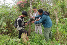 Amati Keberadaan Beruang Madu  Tim TNBBS Pasang Camera Trap