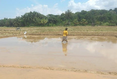 Banyak Petani Kedelai  Beralih ke Komoditas Lain