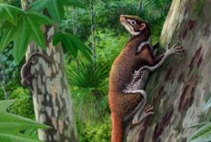 Mixodectes Pungens: 
