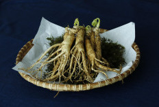 Manfaat Ginseng Jawa untuk Kesehatan dan Cara Konsumsinya