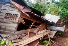 Belasan Rumah Hingga Mobil  Rusak Akibat Amukan Gajah,  Kerugian Warga Suoh  Ditaksir Rp100 Juta Lebih