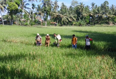 BPP Karyapenggawa Lakukan Pengendalian Hama Wereng di Pekon Waysindi Hanuan