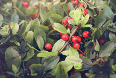 Berbagai Manfaat Buah Lingonberry bagi Kesehatan