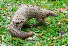 Trenggiling, Penjaga Ekosistem Hutan yang Terancam Punah