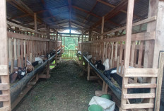 Bangun Ekonomi dari Bawah, Mulai dari 20 Ekor Kambing