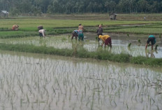 POC Diaplikasikan  Petani Padi Pesbar