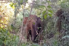 Lebaran, Kawanan Gajah Tetap Menjadi Ancaman